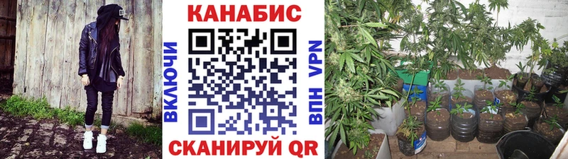 где найти наркотики  Ртищево  Марихуана план 